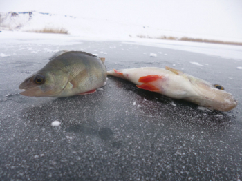 Безмотылки