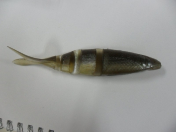 IMAKATSU Javallon — мягкий воблер