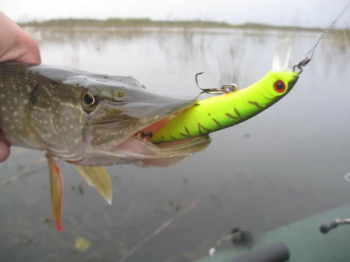 Младший мелководный убийца Dead Minnow 70F, 70SP, 70SS