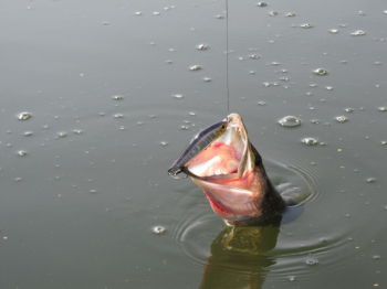 Воблер Justime Freshwater от Jackson