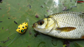 Попла-поппер