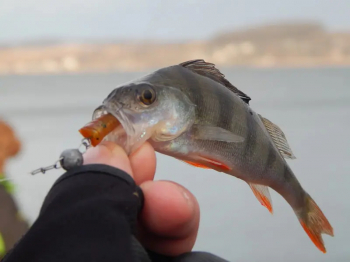 Tsuribito-Jackson DELICIOUS SHINER