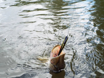 Универсальные солдаты Strike Pro Alpha Minnow 70 и Aquamax M