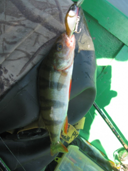 Воблер ZipBaits Rigge Deep 35F