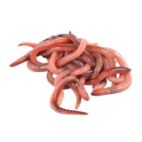 Червь Красный