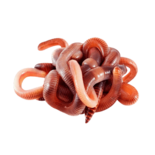 Червь Навозный