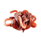 Червь Навозный