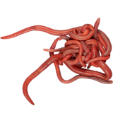 Червь Подлистник