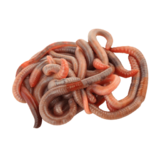 Червь Выползок