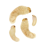 Короед