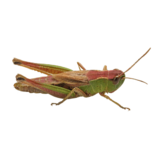 Кузнечик