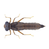 Личинка стрекозы