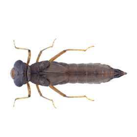 Личинка стрекозы