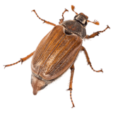 Майский жук