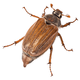 Майский жук