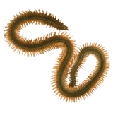 Нереис (морской червь)