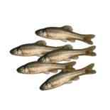 Живец