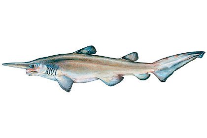 Акула-домовой (акула гоблин)