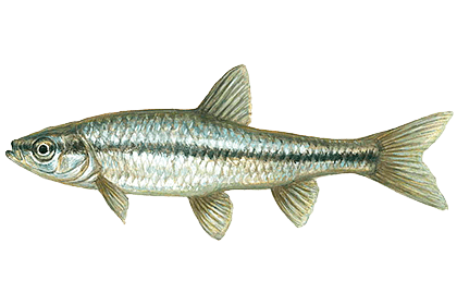 Амурский чебачок