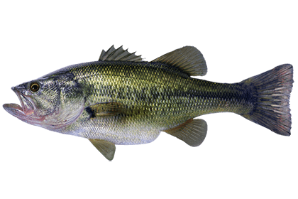 Большеротый окунь (басс)