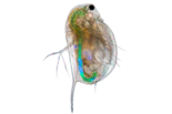 Дафния