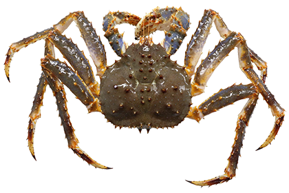 Камчатский краб