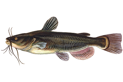 Канальный сом