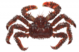 Колючий краб