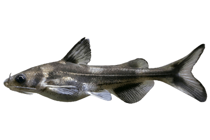 Косатка-мышь (Косатка-крошка)