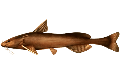 Косатка-плеть