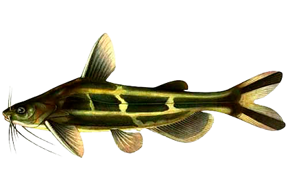 Косатка-скрипун