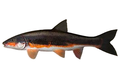 Мелкочешуйная краснопёрка-угай