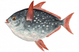 Краснопёрый опах