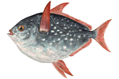 Краснопёрый опах