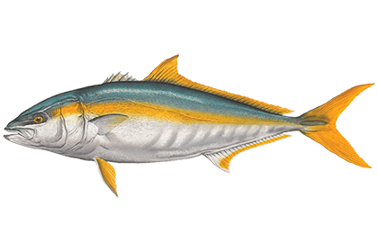 Лакедра (желтохвост)