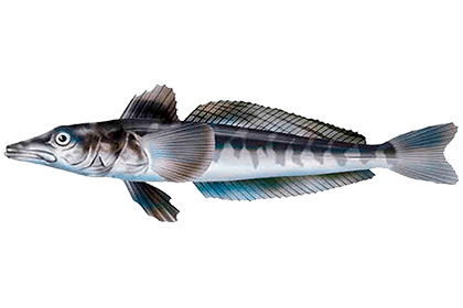 Ледяная рыба