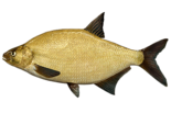Лещ