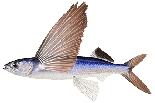 Летучая рыба