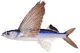 Летучая рыба