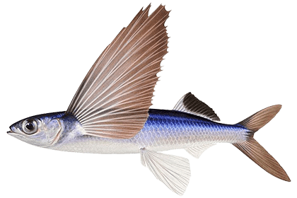 Летучая рыба