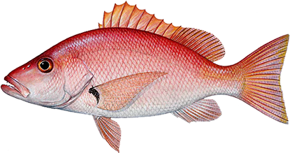 Луциан (Рифовый окунь)