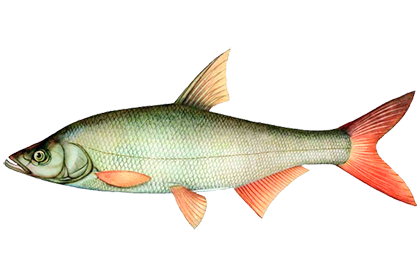 Монгольский краснопёр (Сунгарик)