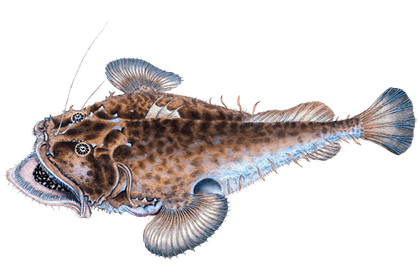 Морской чёрт (удильщик)