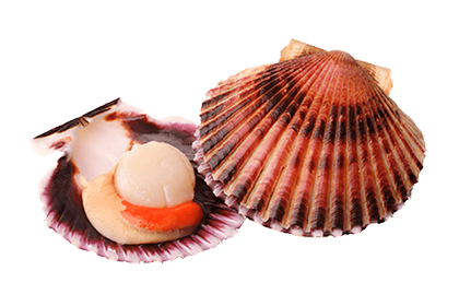 Морской гребешок