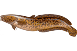Налим