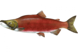 Нерка