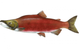 Нерка