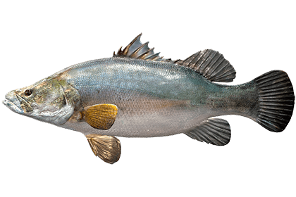 Нильский окунь