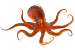 Осьминог