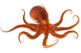 Осьминог